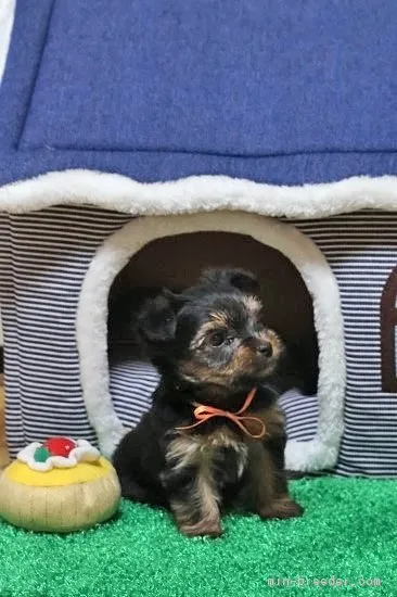 ID：1708-00334の子犬