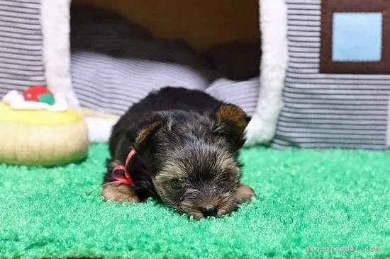 もなか 様のお迎えした子犬