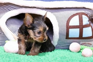 ヨークシャーテリア【埼玉県・男の子・2019年6月24日・スチールブルー&タン】の写真「お顔の小さなかわいい男の子」