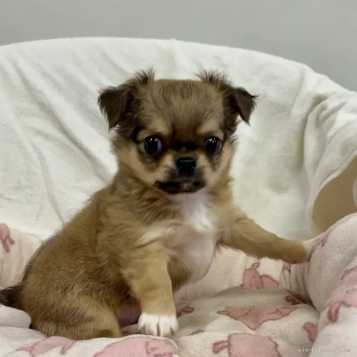 チワワ(ロング)【千葉県・男の子・2025年9月17日・レッドセーブル&amp;ホワイト】の写真1「耳はもう少し成長すると立ってきます。」