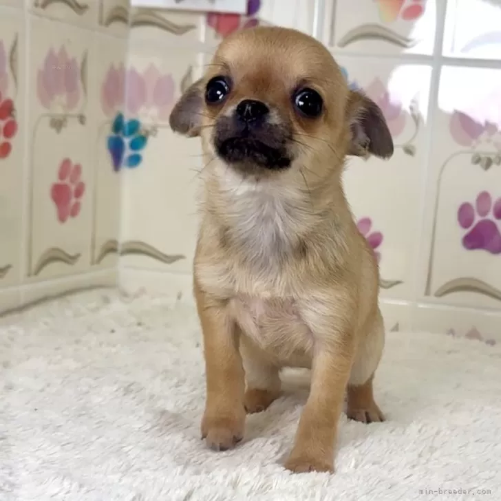 ID：2501-04203の子犬