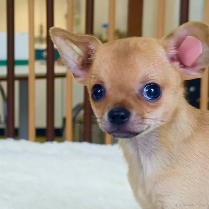 ID：2510-03863の子犬