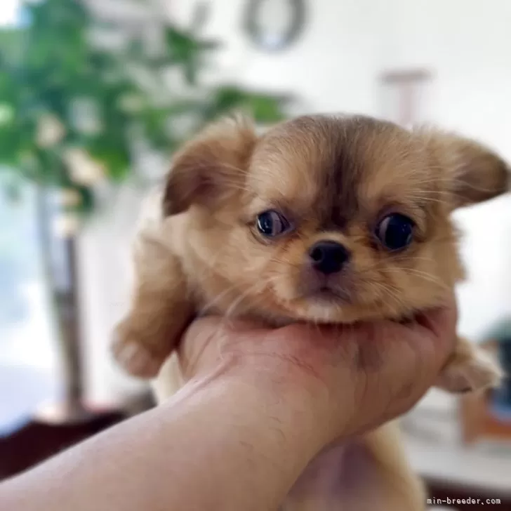 ピノばあちゃん 様のお迎えした子犬