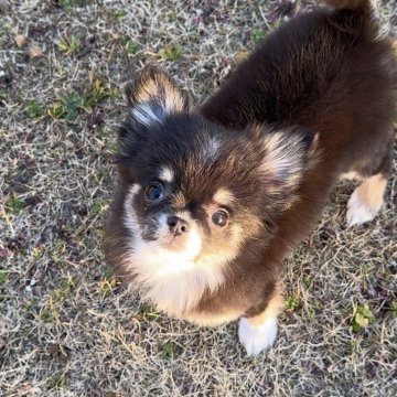 チワワ(ロング)【千葉県・女の子・2024年12月1日・ブラックタン&ホワイト】の写真「つぶらな瞳」