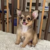 チワワ(ロング)