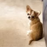 チワワ(ロング)