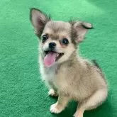チワワ(ロング)