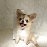 チワワ(ロング)