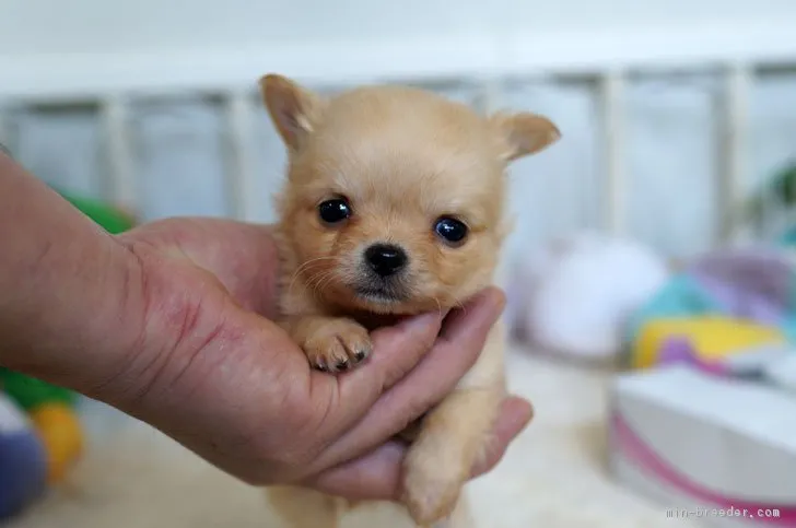 ID：1802-01122の子犬