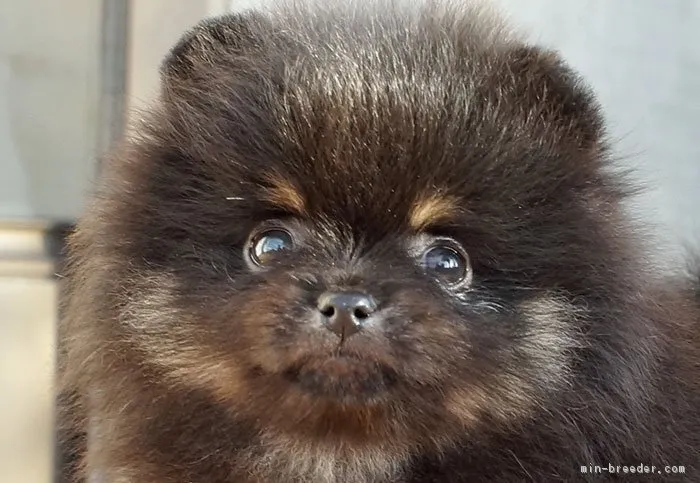ID:1812-01966の子犬
