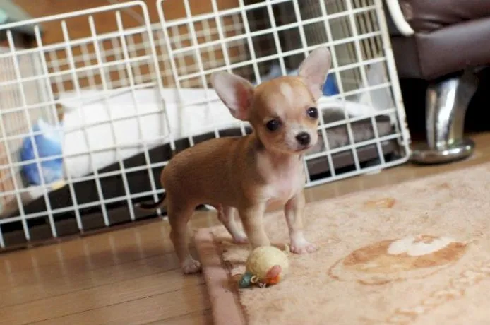 ID：1409-00947の子犬