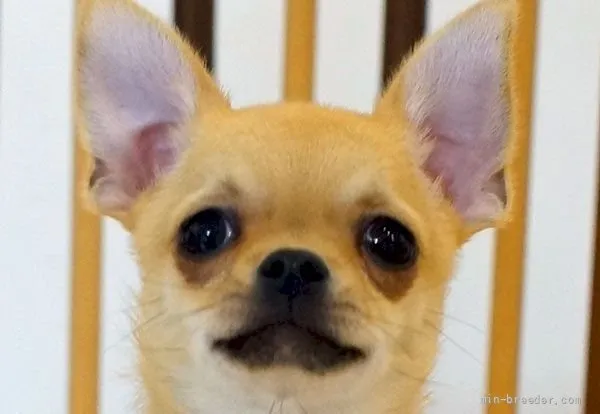 ID：2204-00649の子犬