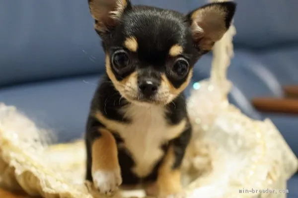 ID：2104-00990の子犬