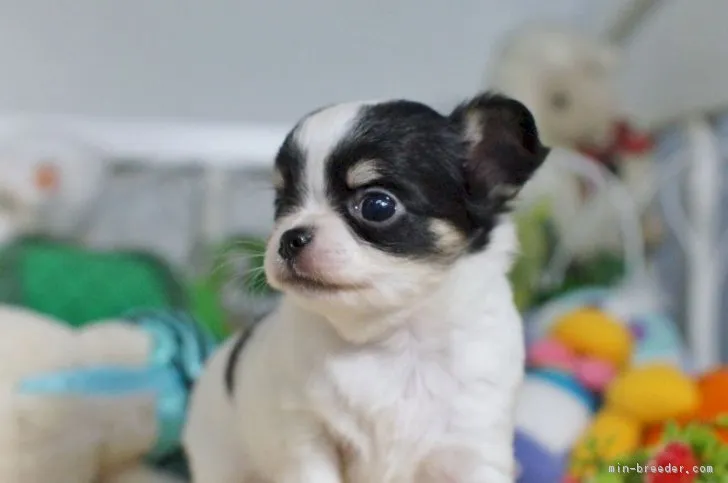 ID:1710-01195の子犬