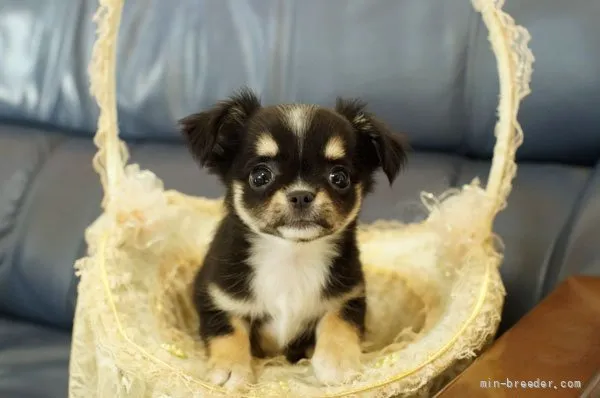 ID：2110-01843の子犬