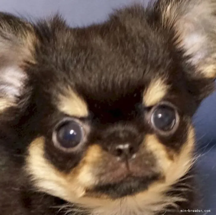 ID：2205-03235の子犬