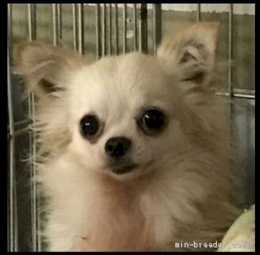 チワワ(ロング)【・男の子・2012年6月10日・クリーム&amp;ホワイト】