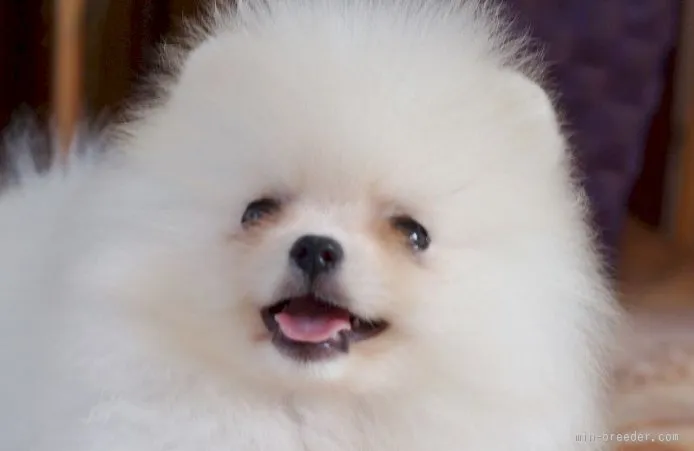 ID:1509-01506の子犬