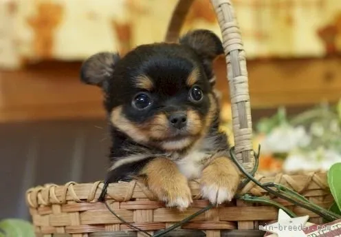 ID：1508-00175の子犬