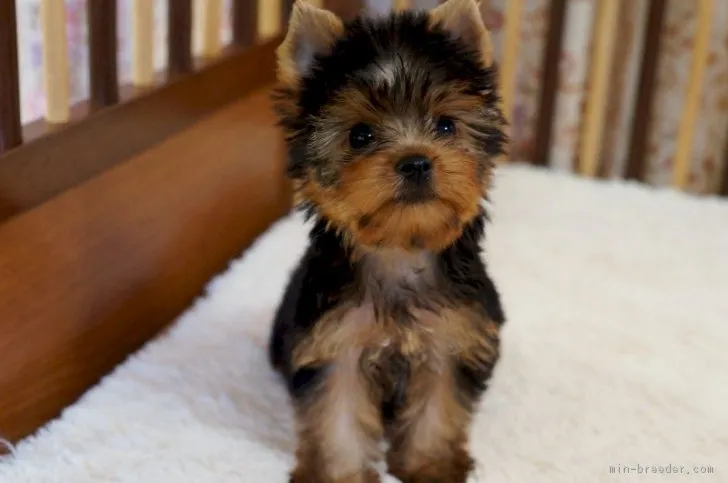 ID：1708-01988の子犬