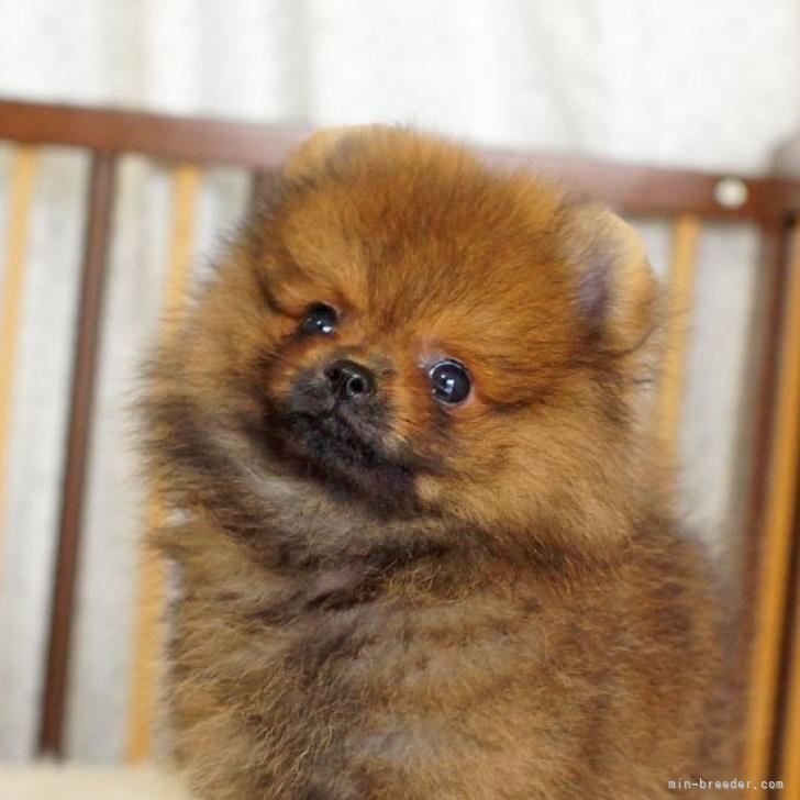 ポメラニアン【千葉県・男の子・2022年4月9日・オレンジセーブル