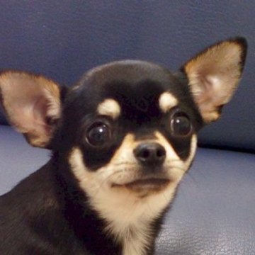 チワワ(スムース)【千葉県・男の子・2023年12月1日・ブラック&タン】の写真「ちっちゃい元気な男の子」