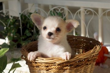 チワワ(ロング)【千葉県・男の子・2017年4月19日・ホワイト&ゴールド】の写真「色白な男の子」