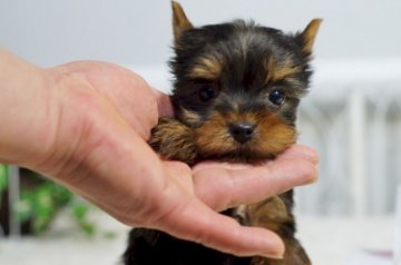 ヨークシャーテリア【千葉県・男の子・2015年12月18日・スチールブルー&タン】の写真「」