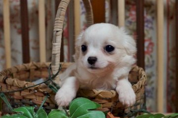 チワワ(ロング)【千葉県・女の子・2015年9月30日・クリーム&ホワイト】の写真「」