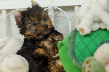 ヨークシャーテリア【千葉県・女の子・2017年8月8日・スチールブルー&タン】の写真「ちょっと寂しがりやなお転婆娘」