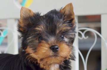 ヨークシャーテリア【千葉県・男の子・2017年1月14日・スチールブルー&タン】の写真「色艶の良い、元気な男の子」