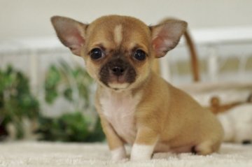 チワワ(スムース)【千葉県・男の子・2016年6月16日・フォーン&ホワイト】の写真「」