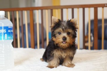 ヨークシャーテリア【千葉県・男の子・2018年6月21日・スチールブルー&タン】の写真「可愛い............」