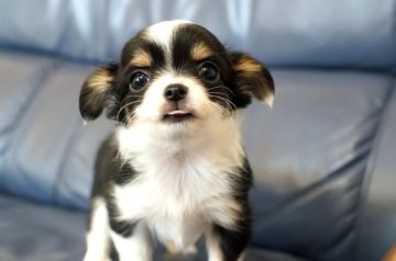 チワワ(ロング)【千葉県・女の子・2021年1月3日・クリーム&ホワイト】の写真「可愛い女の子」