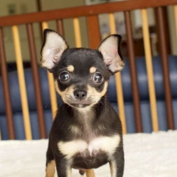 チワワ(スムース)【千葉県・男の子・2024年4月25日・ブラックタン】の写真「黒柴犬っぽいかっこいい男の子」