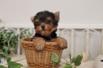 ヨークシャーテリア【千葉県・男の子・2017年8月5日・スチールブルー&タン】の写真「元気一杯健康優良児の男の子」