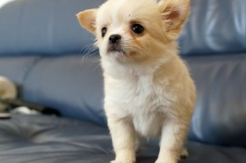 チワワ(ロング)【千葉県・女の子・2021年1月6日・クリーム&ホワイト】の写真「可愛い女の子」