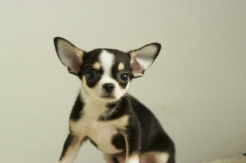 チワワ(スムース)【千葉県・男の子・2011年6月8日・ブラックタン＆ホワイト】の写真「」