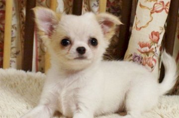 チワワ(ロング)【千葉県・女の子・2017年9月12日・ホワイト&クリーム】の写真「白勝ちパーティー」