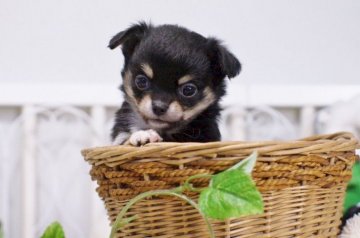 チワワ(ロング)【千葉県・女の子・2017年9月7日・ブラックタン】の写真「クリームのタンです」