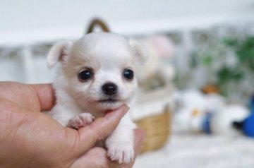 チワワ(ロング)【千葉県・女の子・2016年5月30日・ホワイト&クリーム】の写真「」