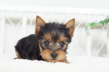 ヨークシャーテリア【千葉県・女の子・2015年12月18日・スチールブルー&タン】の写真「」