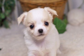 チワワ(ロング)【千葉県・女の子・2017年9月7日・ホワイト&クリーム】の写真「白勝ちパーティーの可愛い子」