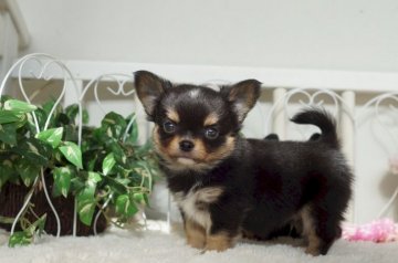 チワワ(ロング)【千葉県・男の子・2017年3月7日・ブラック&タン・ホワイト】の写真「まあるい輪郭のお顔」