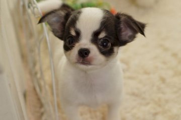 チワワ(ロング)【千葉県・女の子・2017年9月7日・ホワイト&ブラックタン】の写真「牛柄パーティーの女の子」