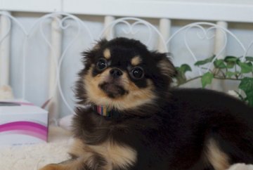 チワワ(ロング)【千葉県・男の子・2017年9月12日・ブラックタン】の写真「マニアックなお顔」