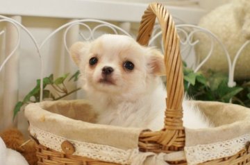 チワワ(ロング)【千葉県・女の子・2017年9月14日・ホワイト&クリーム】の写真「かわゆい！」