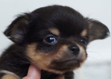 チワワ(ロング)【千葉県・男の子・2018年1月1日・ブラックタン】の写真「戌年元旦生まれのかわいい男の子」