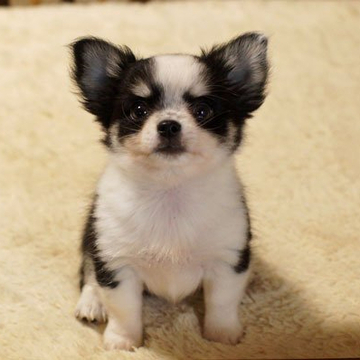 チワワ(ロング)【千葉県・男の子・2022年8月15日・ブラックタン&ホワイト】の写真「整った柄の男の子」