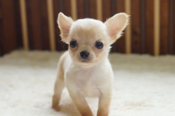 チワワ(ロング)【千葉県・男の子・2016年5月30日・クリーム&ホワイト】の写真「」